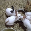 Adorable Bunnies for adoption