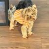Yorkshire Terrier 3 years old