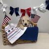 Miniature golden doodles
