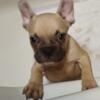 AKC SHOW LINE MALE FRENCHIE -Fluffy Gene Carrier