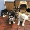 AKC Husky Puppies For sale