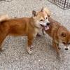 Kind, loving shiba inu dog pair in need of adoption.