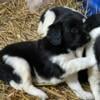 Stabyhoun puppies available!