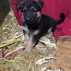 AKC German shepherd puppies