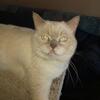British Shorthair cats