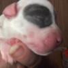 Pitbull puppies for sell parents are registered through American Pitbull Registry