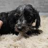 Male doxipoo