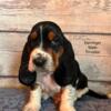 Derringer male basset hound puppy