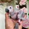 Baby Severe Macaws AVAILABLE