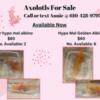 Axolotl Babies For Sale!