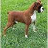 Male Boxer for Sale