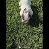 English bulldog