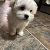 Two Maltese puppies left! 