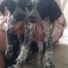 German Shorthaired Pointer/Dalmatian Puppies!