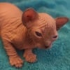 SPHYNX KITTEN'S Price Reduced