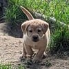 AKC Labrador puppies. 2 females