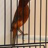 Canary & finches