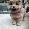 Chow -Chow Puppy (female)