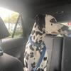 STUD Dalmatian AKC