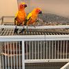 Sun Conures for Sale