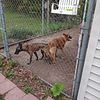 Working lines Belgian malinois pups