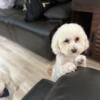 Looking to rehome Female Maltipoo