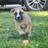 American bully puppies