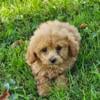 F1bb Maltipoo puppies for sale in Michigan at wrennspuppies.com