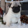 Adorable Pug Puppies: Find Your Perfect Pint-sized Companion Today!