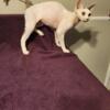 devon rex adult female  angel