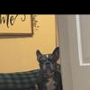 Frenchie
