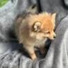 Female Pomeranian puppy