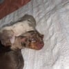 Miniature dachshunds AKC registered 3 females 0 males