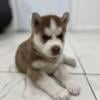 Alaskan Malamute Female Puppy Red and White  8 weeks old