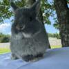 Pedigree Netherland Dwarf Blue Otter