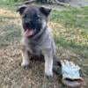 AKC Norwegian Elkhound Puppies