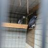 Bonded Pair of Timneh African Grey 