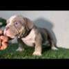 American bully registered puppies 