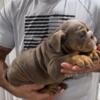 ENGLISH BULLDOG PUPPIES AKC (Male & Female)