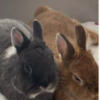 BUNNIES FOR SALE NEUTERED AND BONDED
