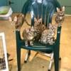 BENGAL KITTENS READY TO GO