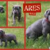 CKC Great Dane Puppies Blue and Merle Greenville Mi.