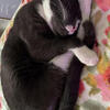 Kitty