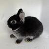 Silver Martin Netherland Dwarf - 8 Weeks Pedigreed
