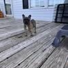Frenchbulldog 