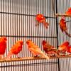 Red Factor Canaries for Sale