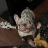 Female Lilac Merle French Bulldog 