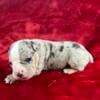 Olde English Bulldogge puppy, girl