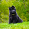 Outstanding solid black longcoat German Shepherd pup