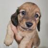 Male long hair red muni dachshund